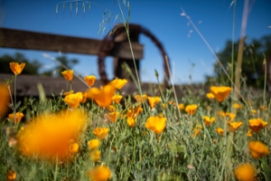 california poppies in a field