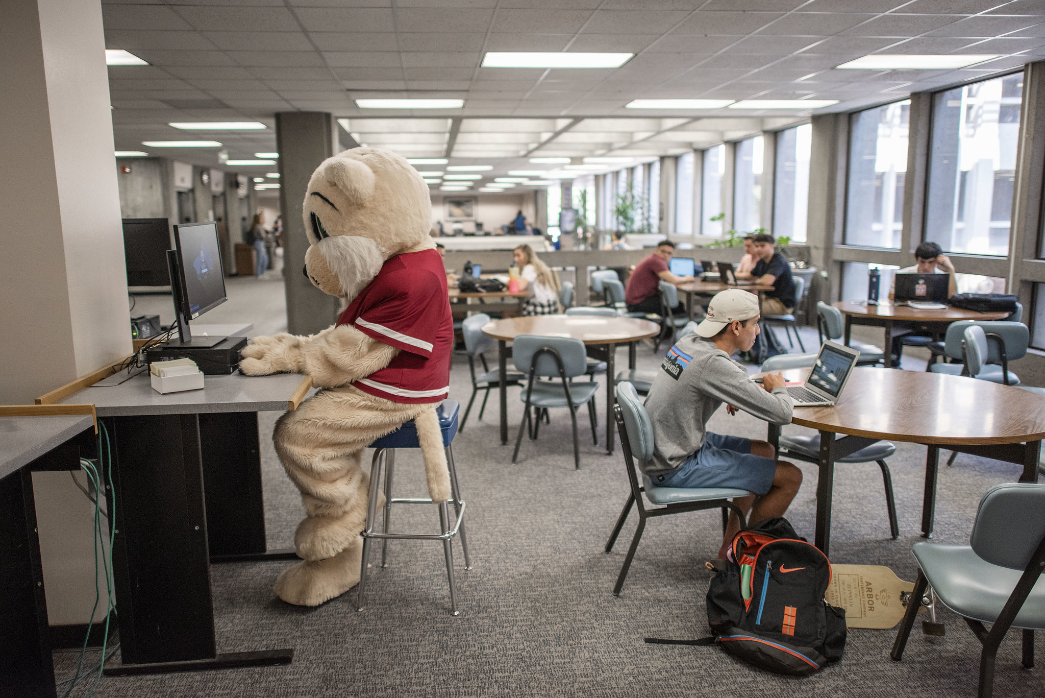 Wildcat Willie uses a computer in the library