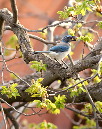 Bluejay with nut in mouth