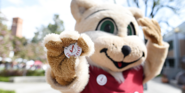 Willie the Wildcat mascot holding a button that says 'I chose Chico!' 