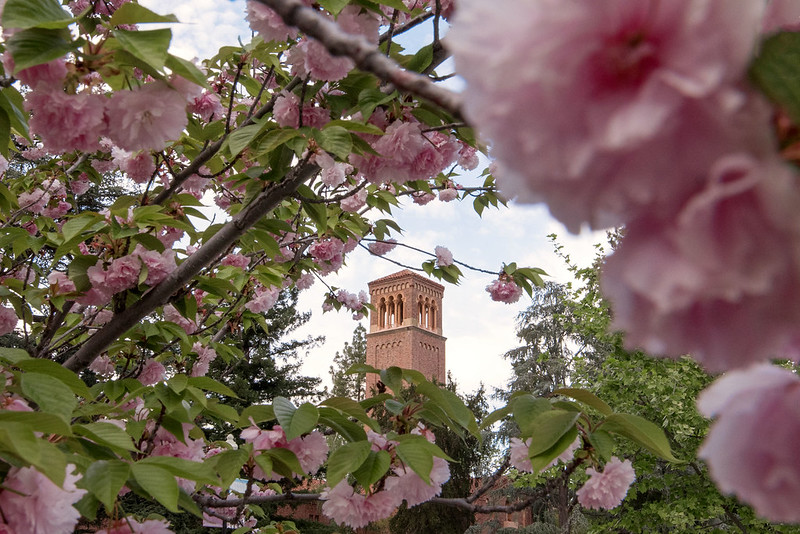 Trinity Bell Tower Surrounded by Spring flowers