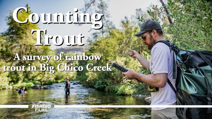 Counting Trout: A survey of rainbow trout in Big Chico Creek