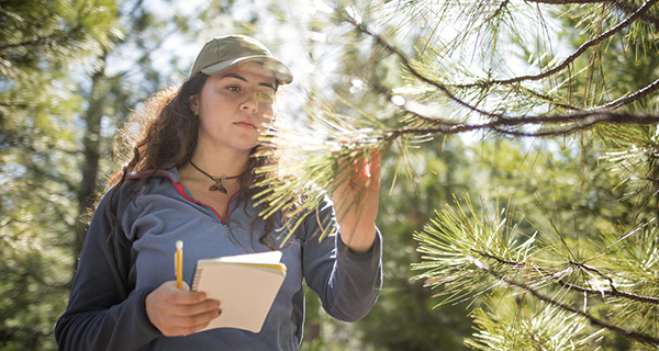A student holding a notebook examines a tree in a ccccccjttfdlrbltresearch class