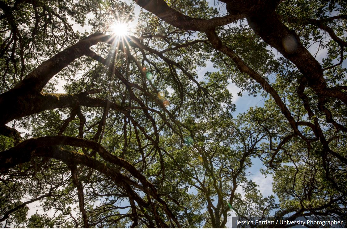 Sunlight breaks through a canopy of oaks at the Ecological Reserve