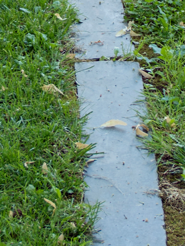 concrete path in grass