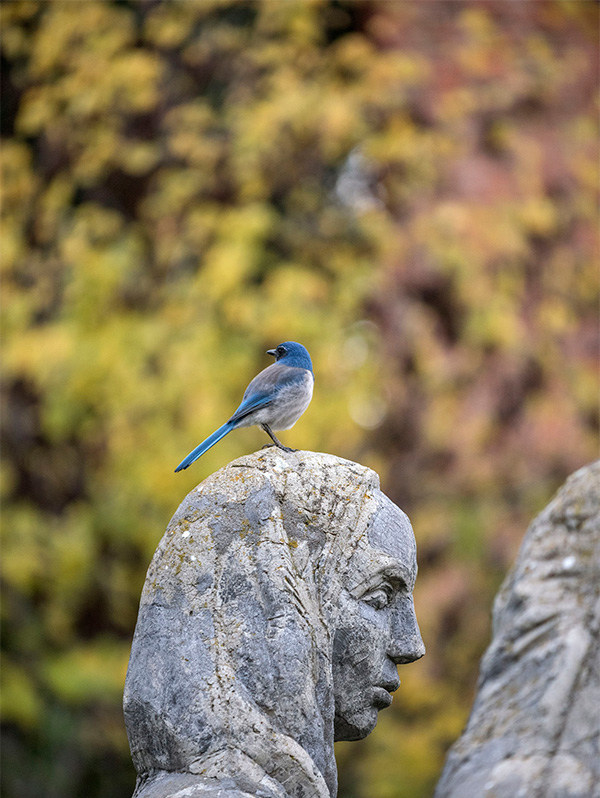 stone head with blue bird on it