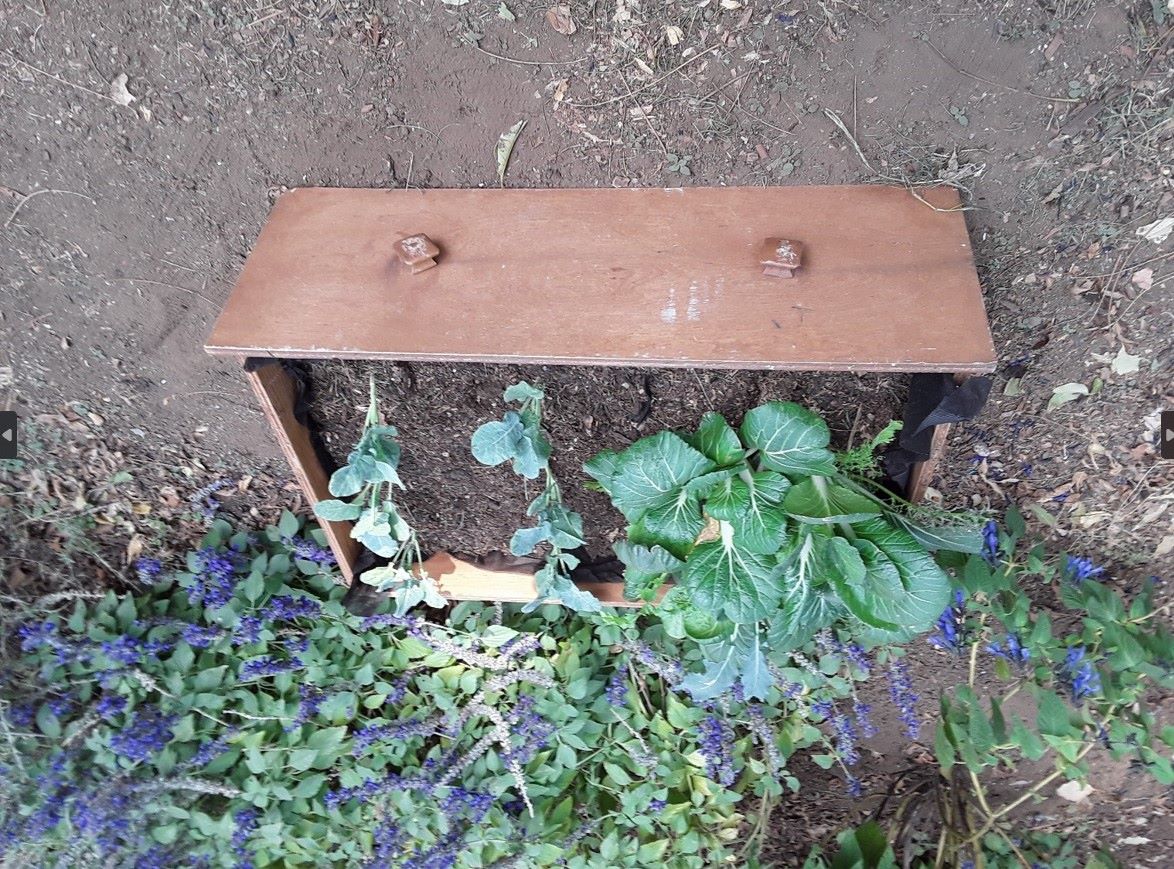 A discarded dresser drawer repurposed into a plantar box. 