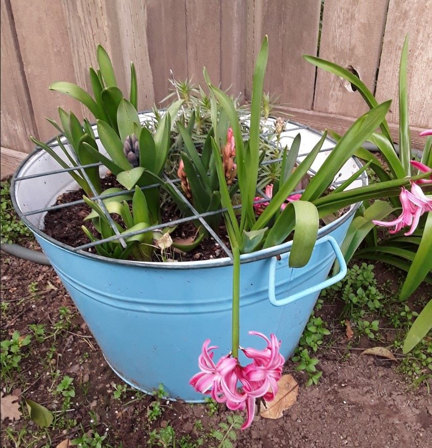 A discarded wash bucket repurposed into a planter.