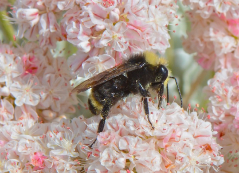 bee on pink buckwheat