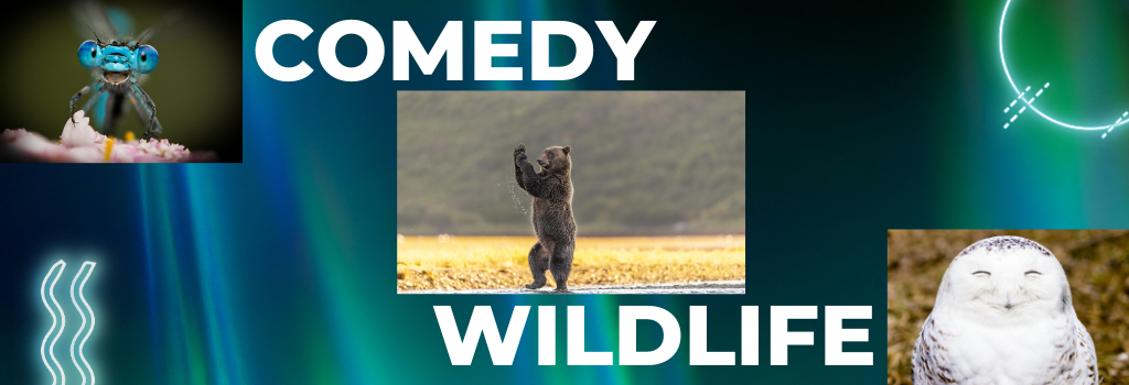 Decorative banner displaying text "Comedy Wildlife".