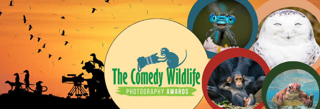 Comedy Wildlife Banner