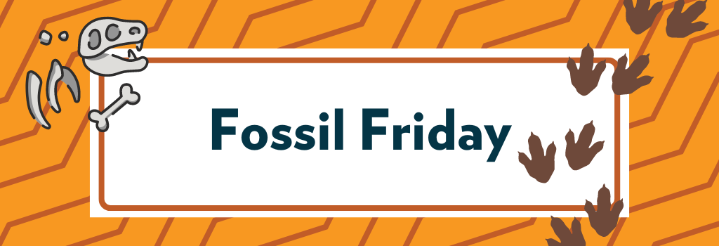 Fossil Friday