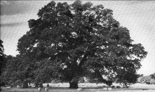 Historic photo from archives of the original Hooker Oak Tree.
