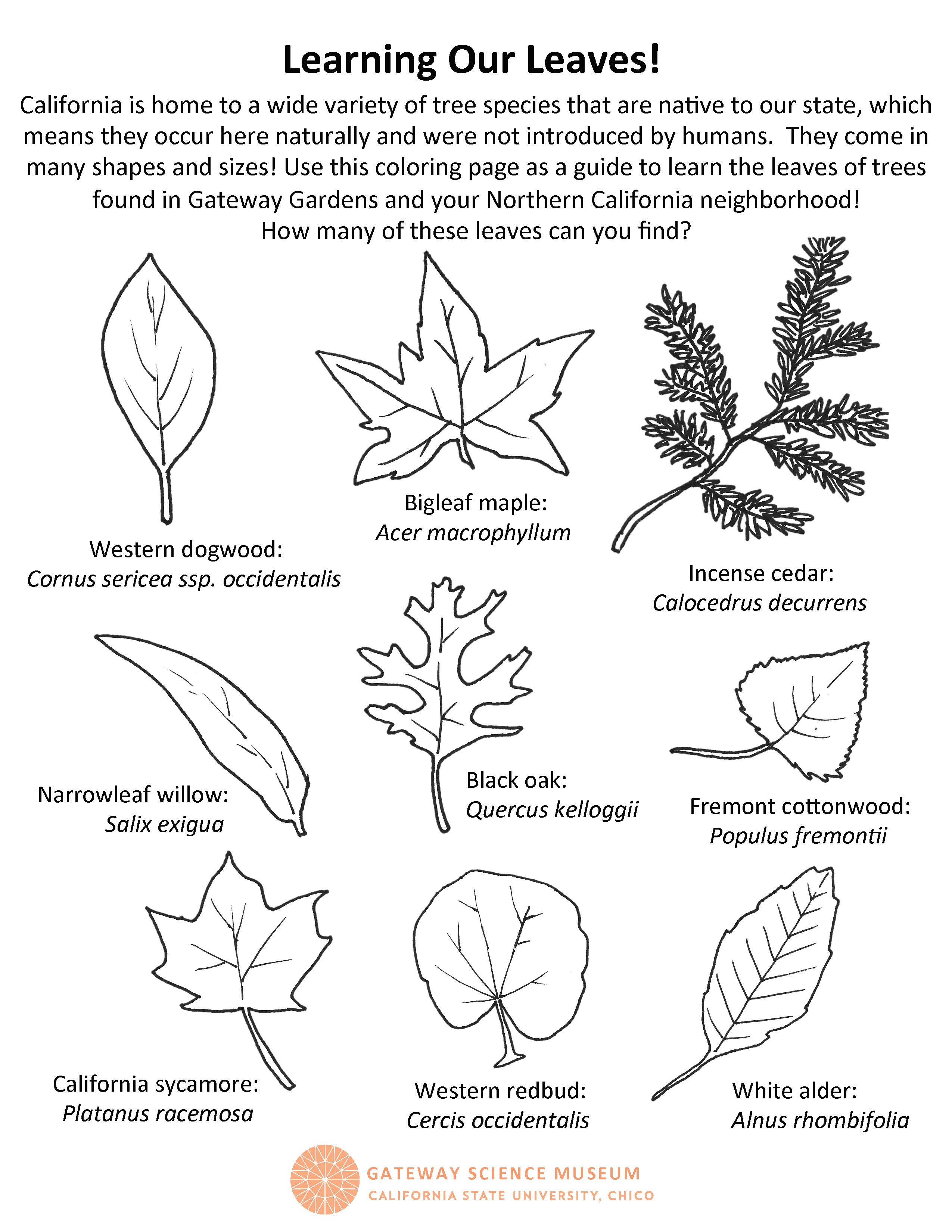 leaves activity