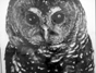 An owl featured at the Witness: Endangers Species exhibit