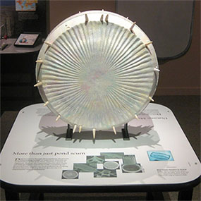 A diatom shown at the Explore Evolution exhibit