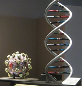 DNA stand and virus cell shown at the Explore Evolution exhibit