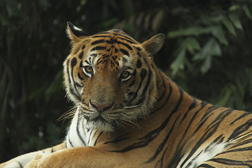 Tiger lying down, photographed by James Sanders