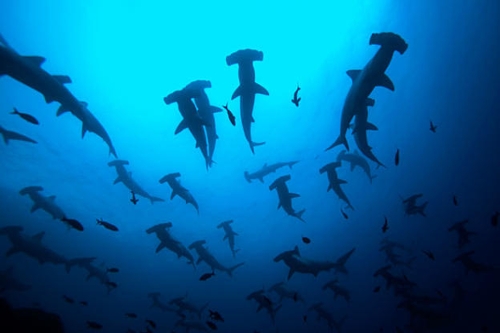 Silhouettes of hammerhead sharks in the water