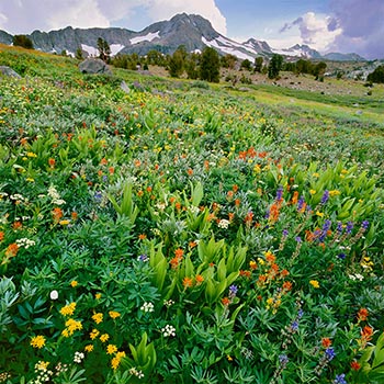   Exquisite photographs of California's wildflowers