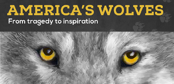 America's Wolves: From Tragedy to Inspiration