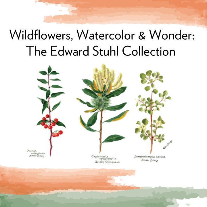 Wildflowers, Watercolor & Wonder: The Edward Stuhl Collection