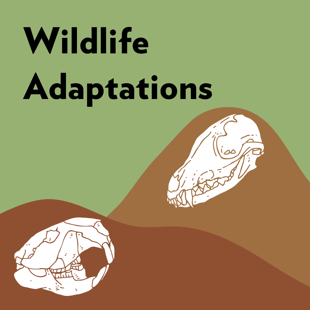 Logo of Wildlife Adaptation logo.