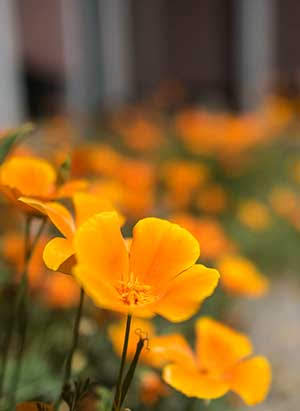 Orange Poppy flowers