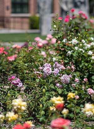 Rose garden on campus