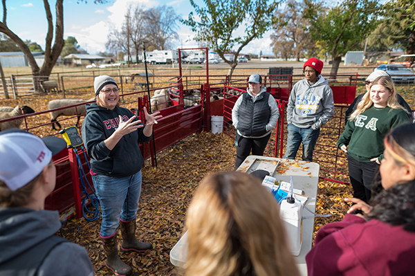 AG instructor Celina Phillips (center) teaches students that learn about approved practices in commercial and purebred sheep production with emphasis on production costs, disease, nutrition, genetic selection, production records, niche marketing, and contributions of sheep to environmental sustainability in their Principles of Sheep & Goat Production (ANSC272) class 