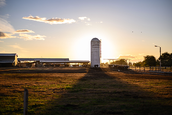 University Farm silo at sunset