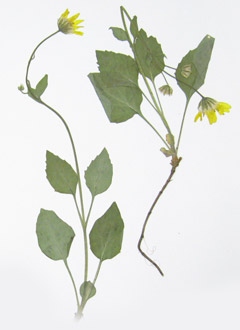 Flora from the herbarium