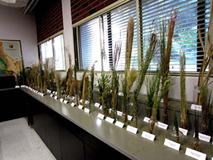 Workshop - Identification of N. California Grasses
