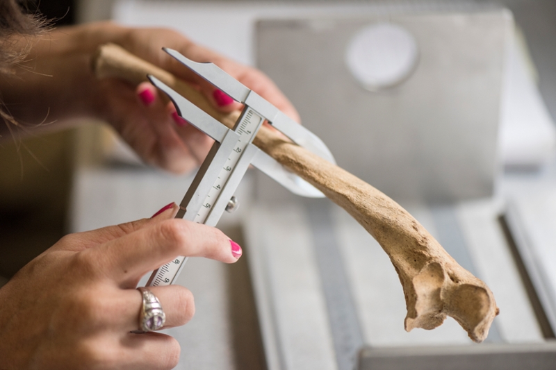 Student measures a bone