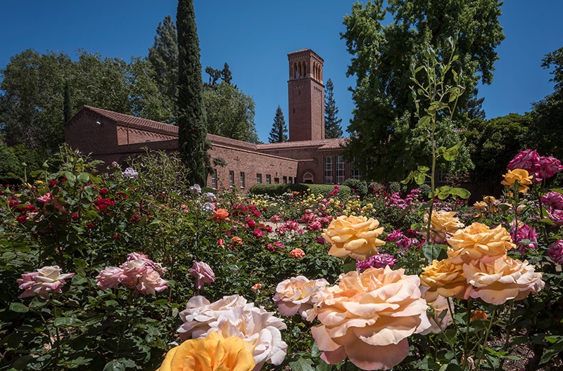 rose garden in foreground and north side of trinity hall in background