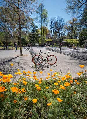 bike parked with backdrop of spring day with orange poppies in bloom