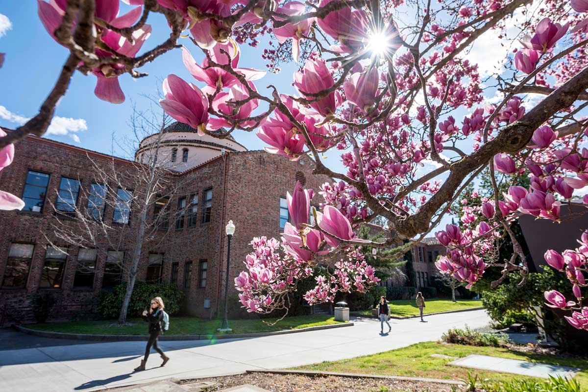 Pink magnolia flowers bloom at back Kendall Hall entrance