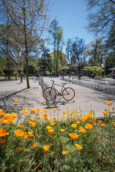 Bike and Poppies