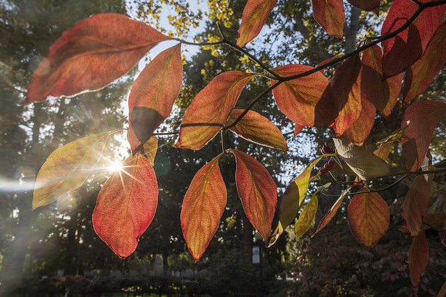fall color leaves on tree