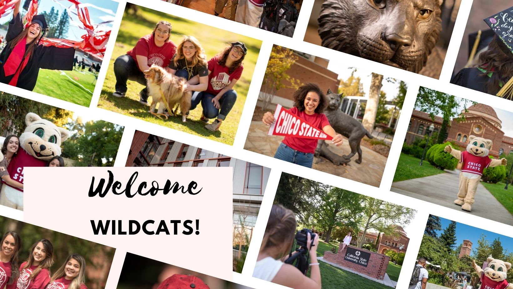 welcome wildcats