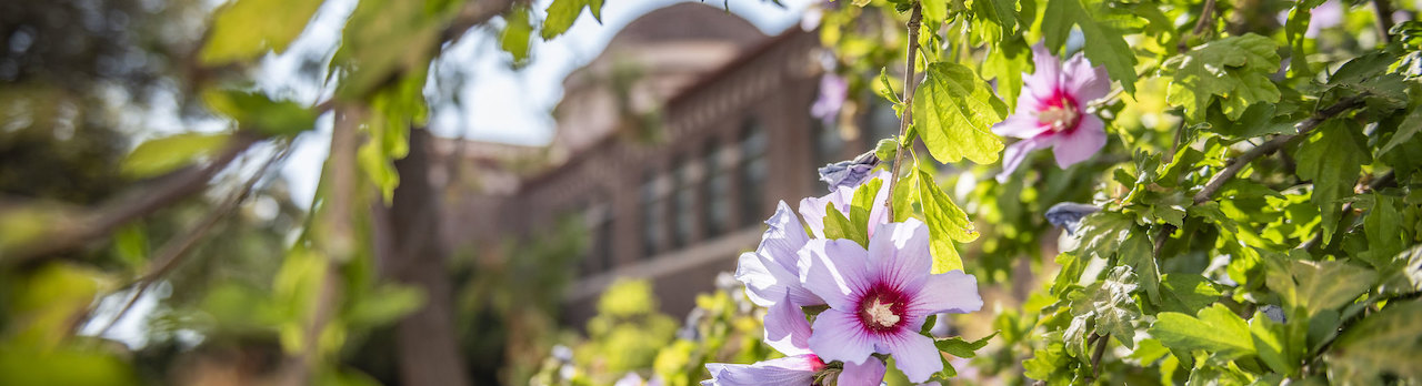 Flowers bloom in front of Kendall Hall on Monday, September 9, 2019 in Chico, Ca