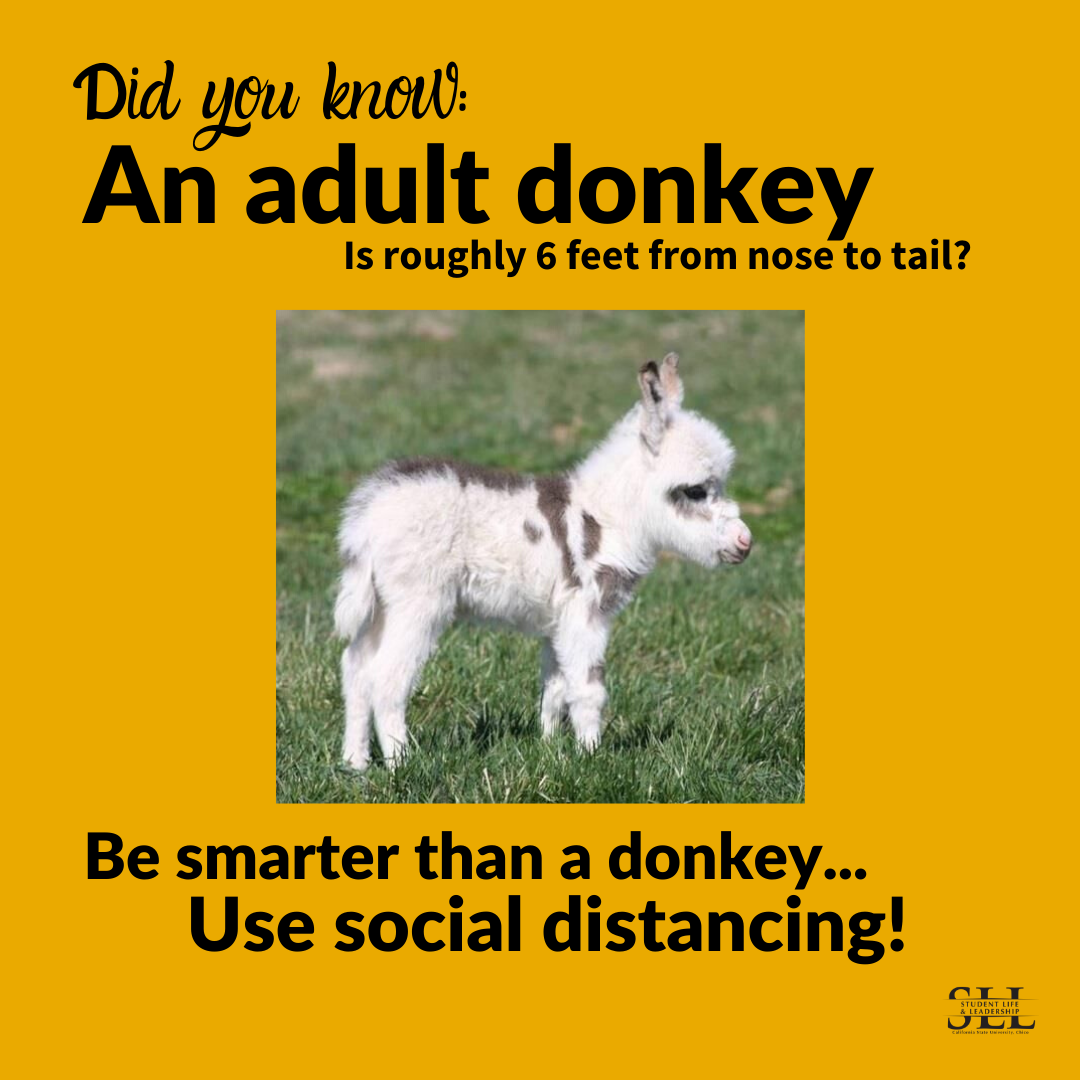 a donkey on yellow background stating: A donkey is 6 feet from tail to nose, be smarter than a donkey, practice social distancing