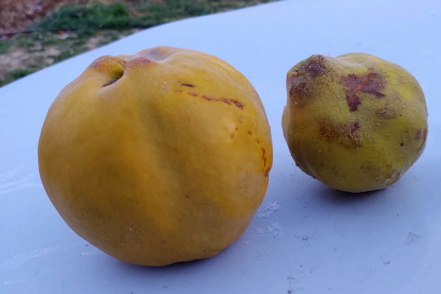 A quince grown with BEAM is almost twice as large as one grown without.