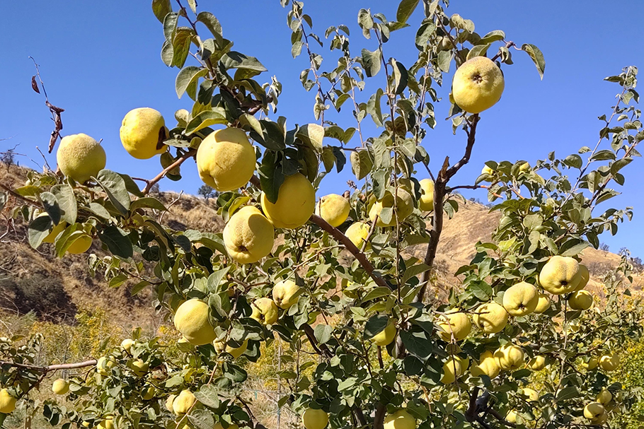 Large quince fruits on a tree.