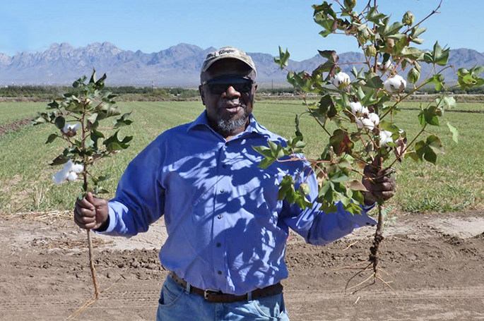 Farmer showing off size difference in cotton