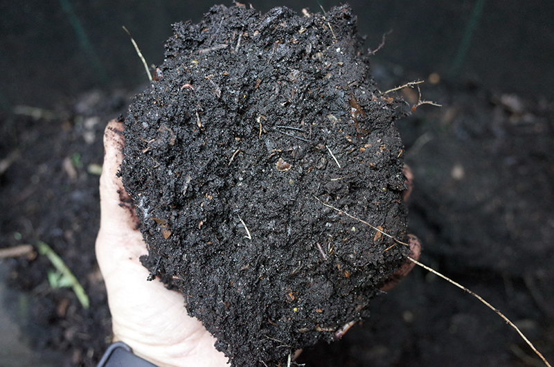 hand holding compost