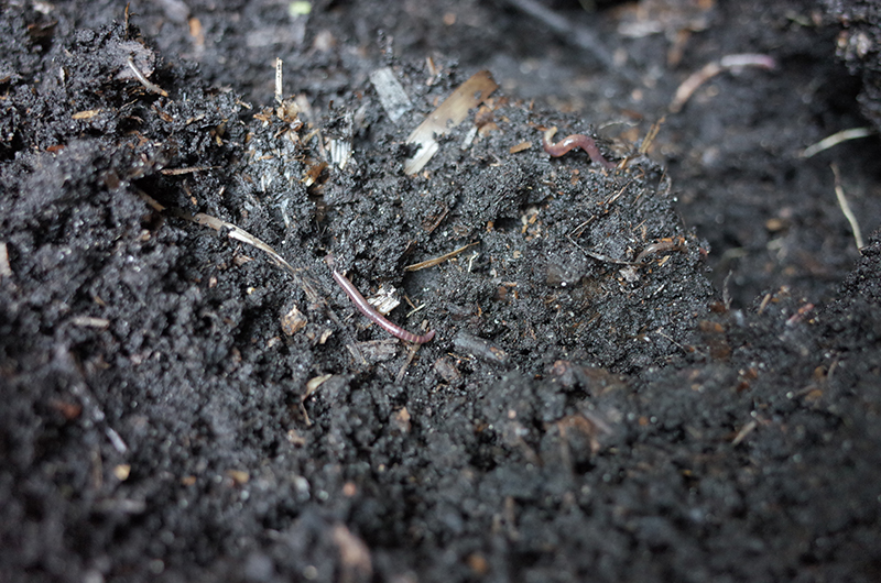 More finished compost with worms.