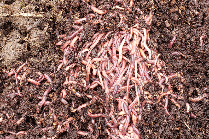 Worms added to the bioreactor.