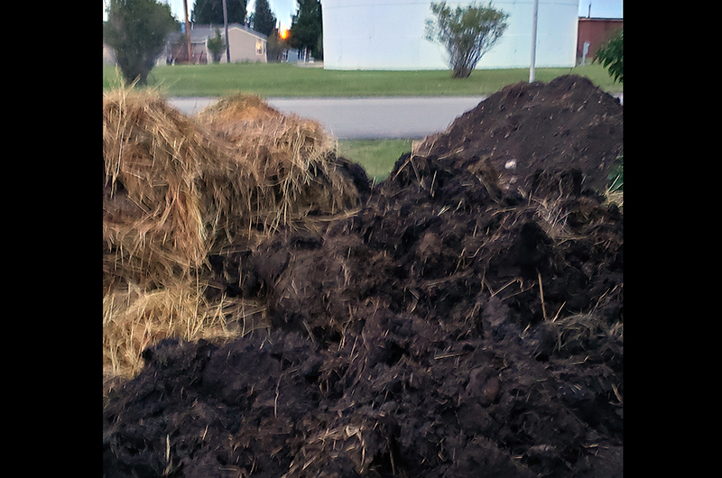 Finished compost.