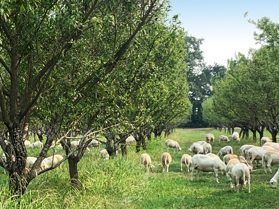 sheep under almond trees at Massa Organics